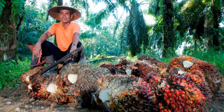 PTPN IV Perkuat Kemitraan Petani untuk Pasokan CPO dan Dukung Program B50
