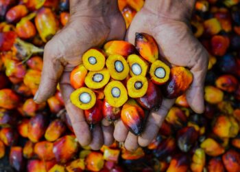 PalmCo Akselerasi Sertifikasi RSPO, Premium Price Tumbuh 148 Persen