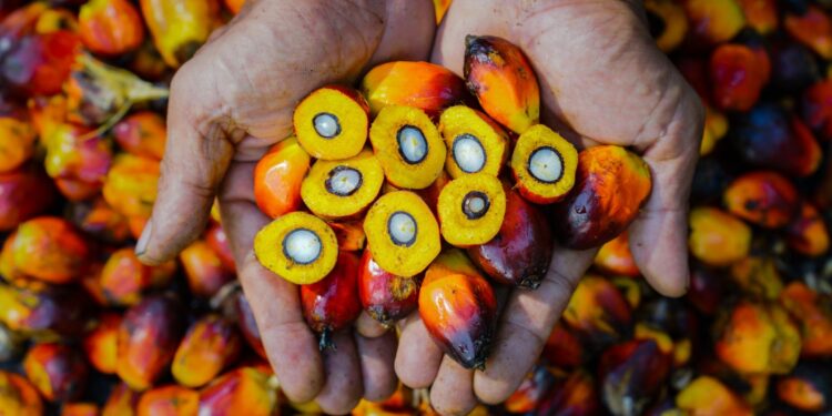 PalmCo Akselerasi Sertifikasi RSPO, Premium Price Tumbuh 148 Persen