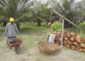 PalmCo Dampingi Petani Sawit ikut Program PSR 49.077 Hektare