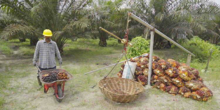 PalmCo Dampingi Petani Sawit ikut Program PSR 49.077 Hektare